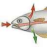 Osmorégulation des poissons
