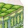 Dicotylédone, coupe d'une feuille