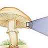 Cycle de vie de l'agaric