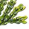 Fucus vésiculeux