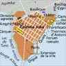 La Carthage romaine