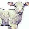 Agneau