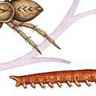 Arthropodes
