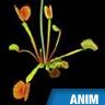 Plante carnivore : la dionée, ou attrape-mouche