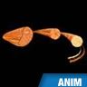 Structure d'un muscle strié