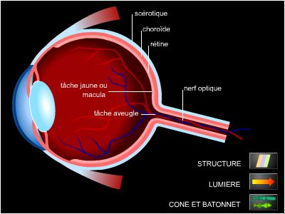 Rétine, structure