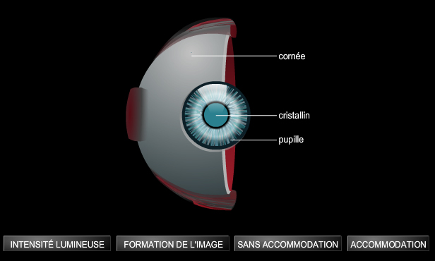 Œil, fonctionnement