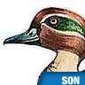 Cri de canard sauvage