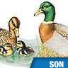 Cri de canard domestique