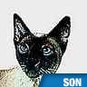 Chat, miaulement