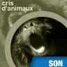 Coassement de grenouille des arbres