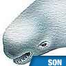 Baleine béluga, cri
