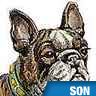 Chien, grognements