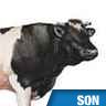 Beuglements de vaches