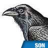 Cri de corbeau à tête brune
