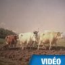 Rosa Bonheur, <I>le Labourage nivernais</I>