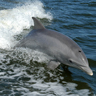 Dauphin
