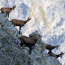 Chamois en troupeau