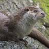 Loutre d'Europe
