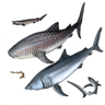Requins inoffensifs