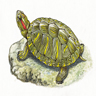 Tortue de Floride
