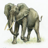 Éléphant d'Afrique