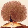 Buffon, <I>Histoire naturelle</I> : le paon