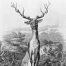 Jean de La Fontaine, <I>le Cerf se voyant dans l'eau</I>
