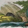 Jean de La Fontaine, <I>la Grenouille et le Rat</I>