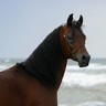 Cheval arabe