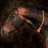 Tête de cheval akhal-téké