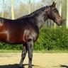 Cheval en pied