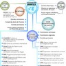 Organigramme de l'ONU