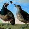 Perdrix mâle et femelle de la Californie
