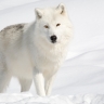 Loup à la fourrure blanche.