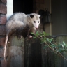 Opossum de Virginie