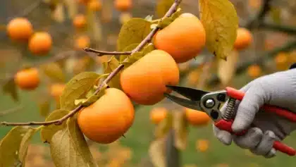 Main gantée coupant un kaki mûr avec un sécateur sur une branche de plaqueminier.