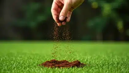 Marc de café versé sur une pelouse pour fertiliser le gazon