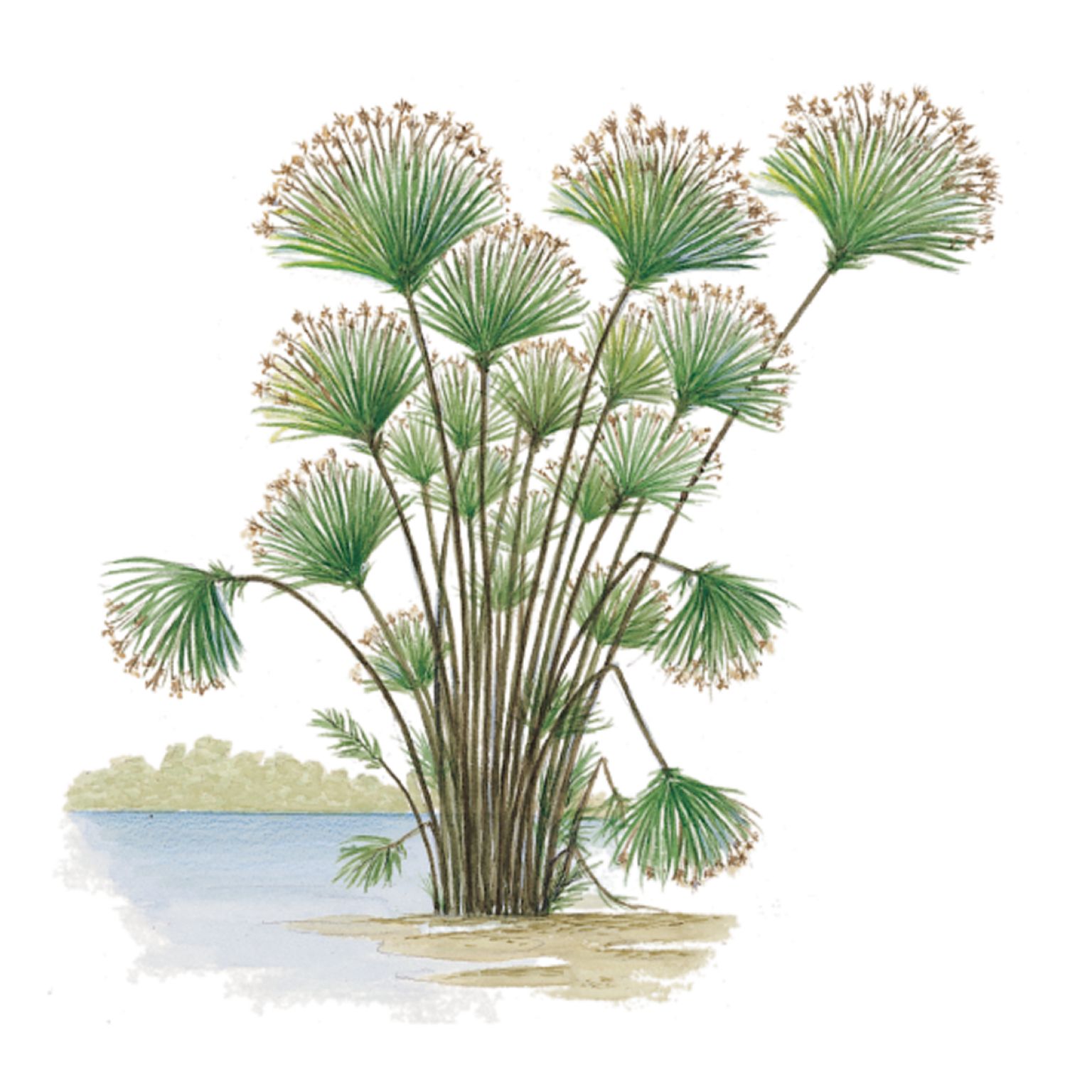 des tiges de papyrus