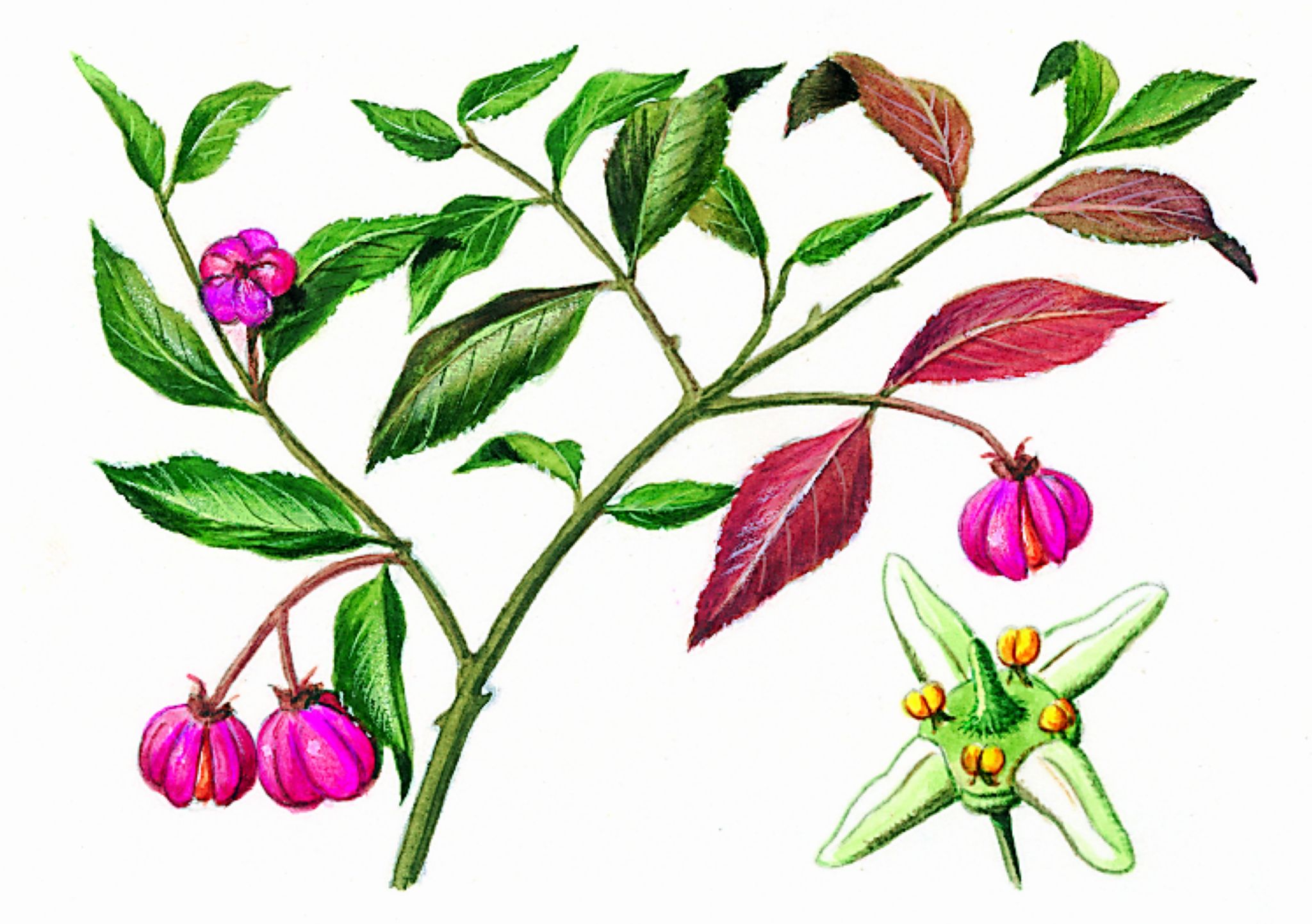 une branche de fusain