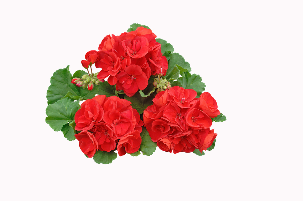 fleurs de géranium rouge