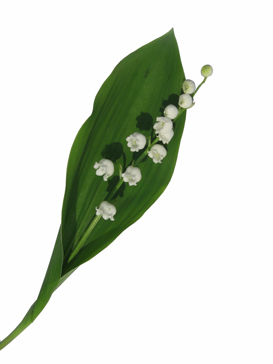 un brin de muguet