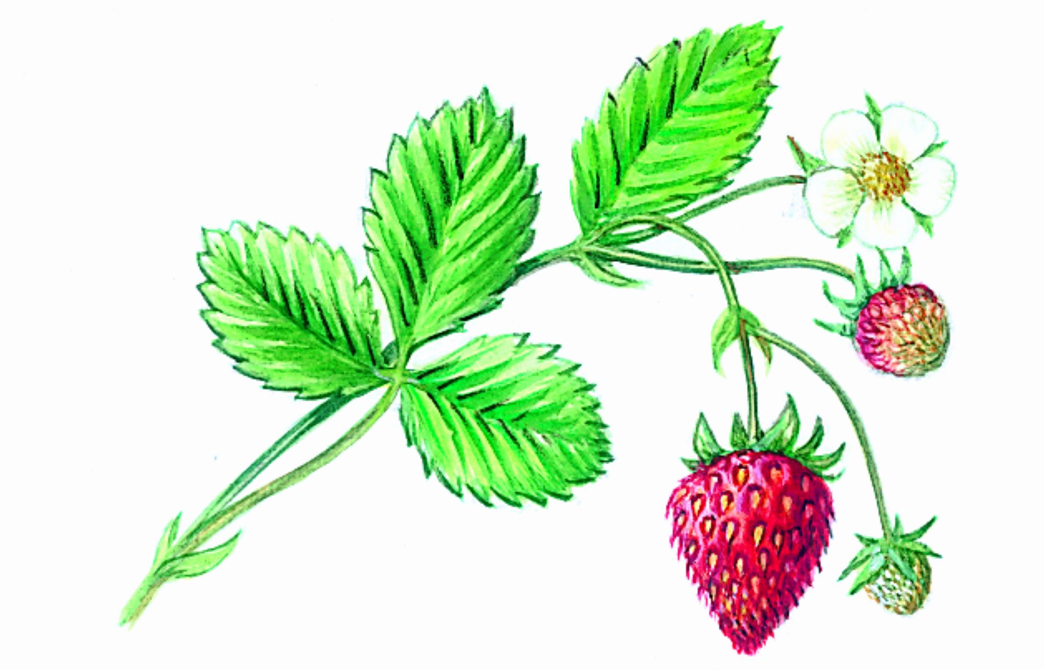 des fraises des bois