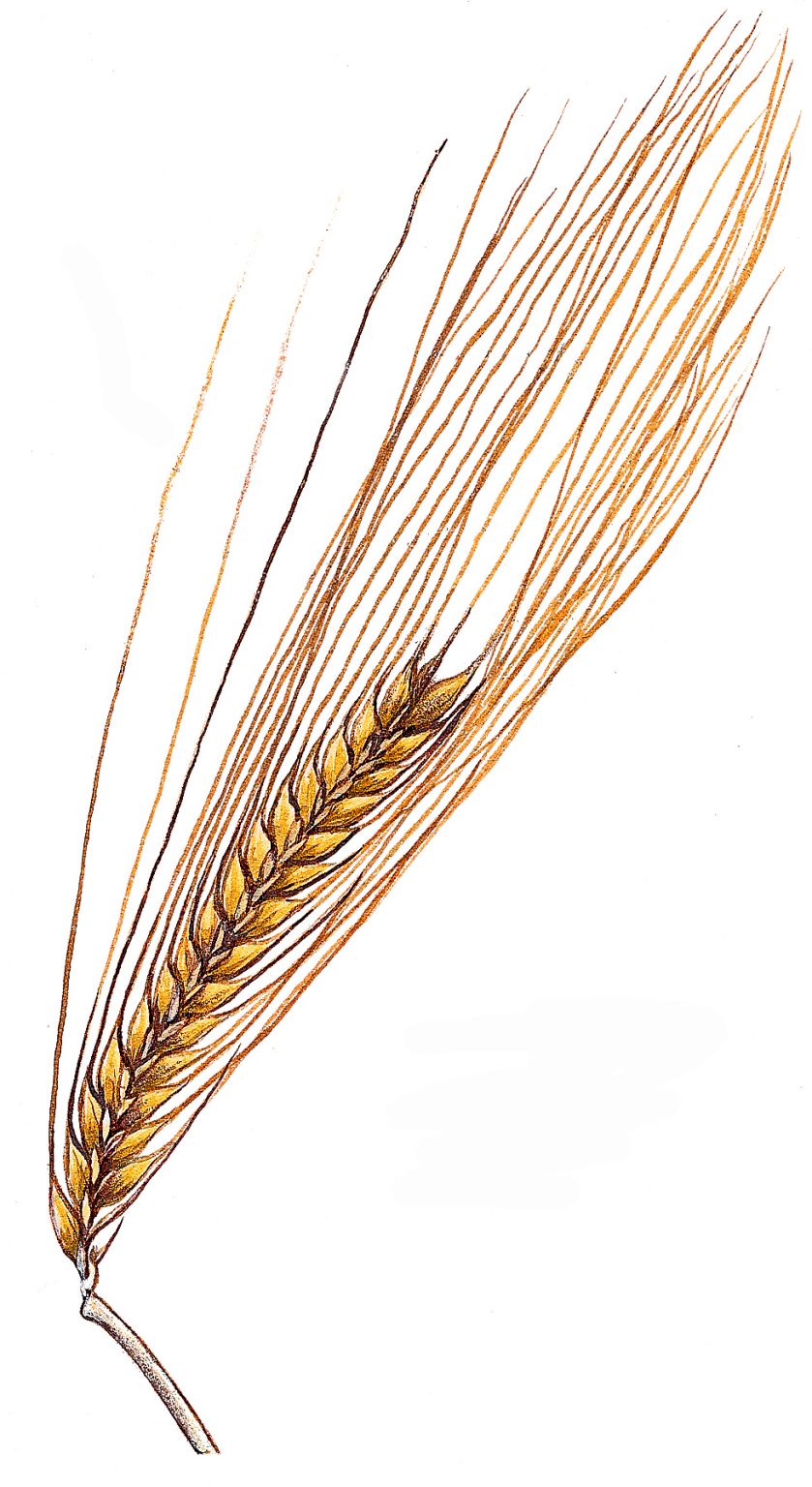 un épi d’orge