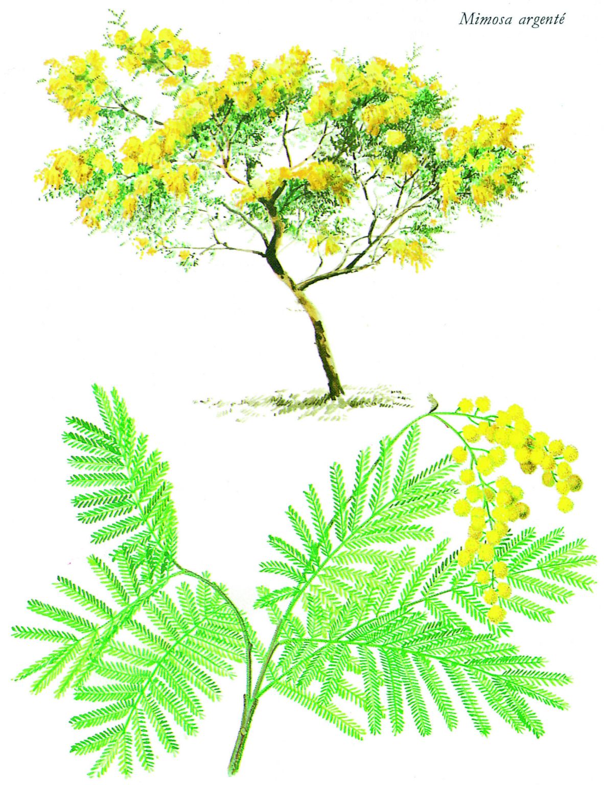 du mimosa