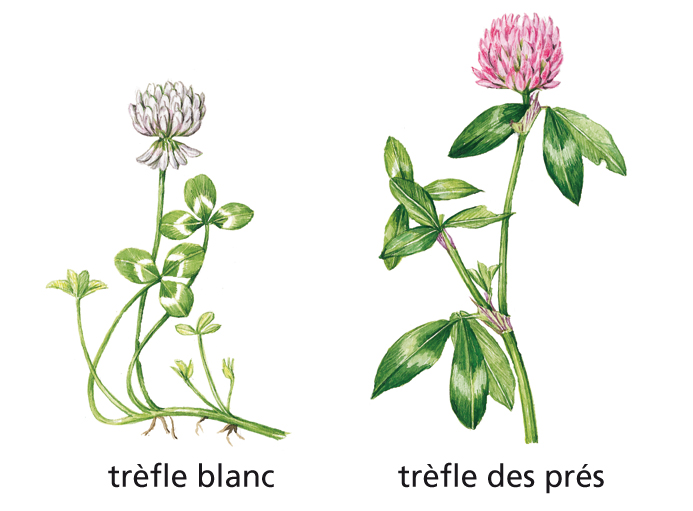 deux espèces de trèfle
