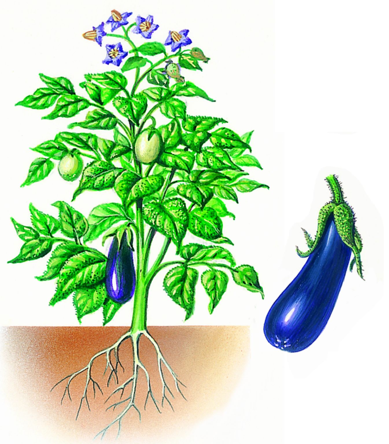 des aubergines