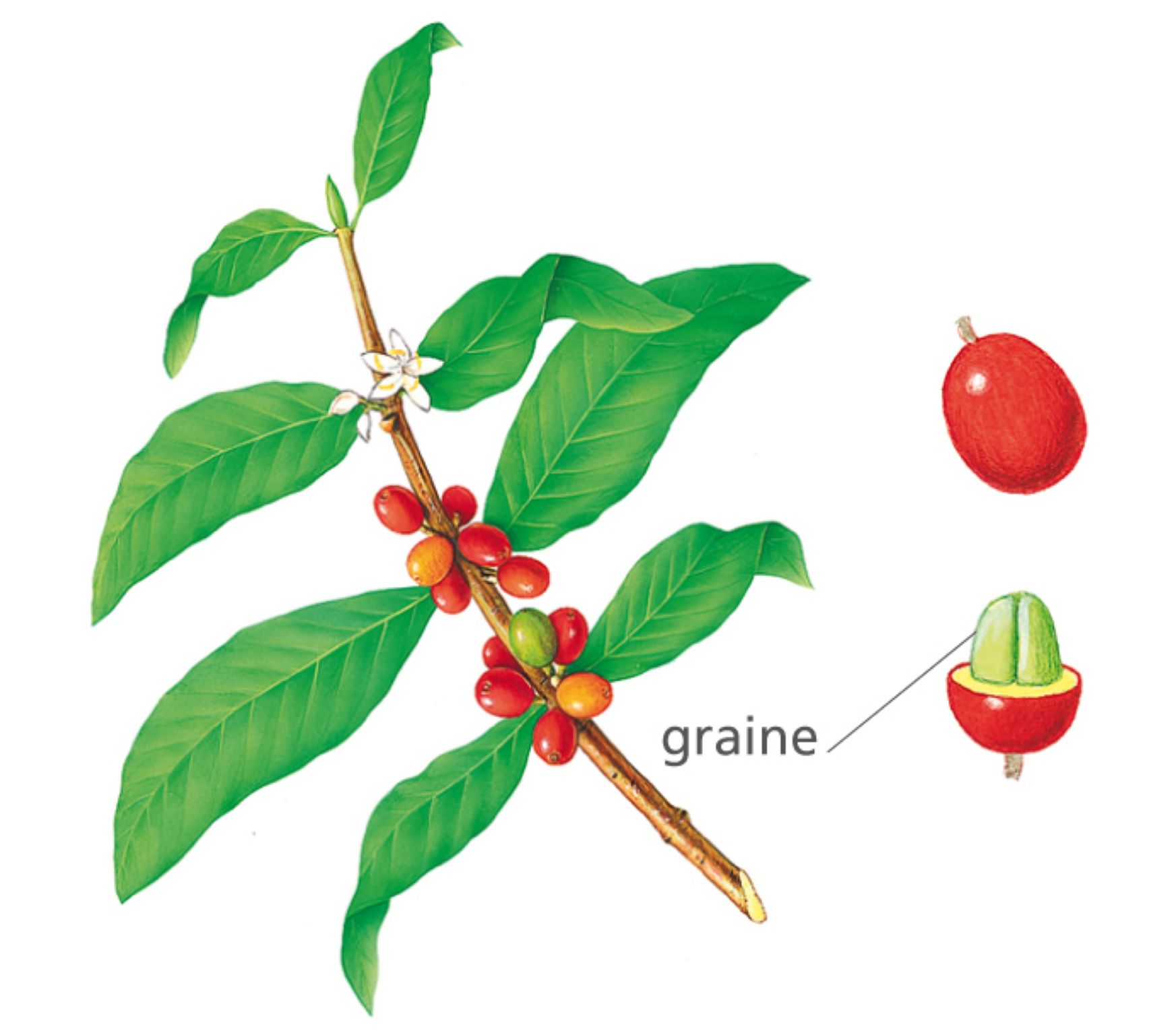 une branche de caféier