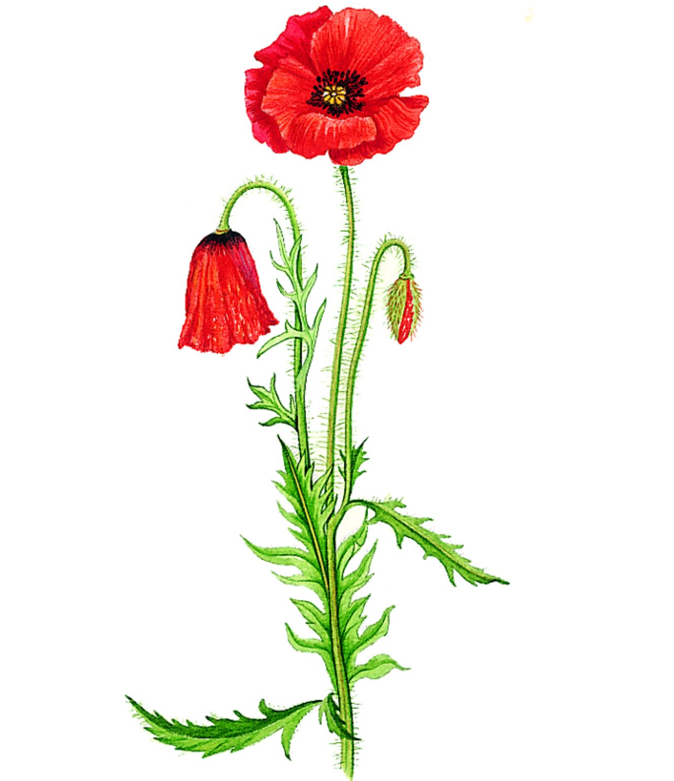 un coquelicot