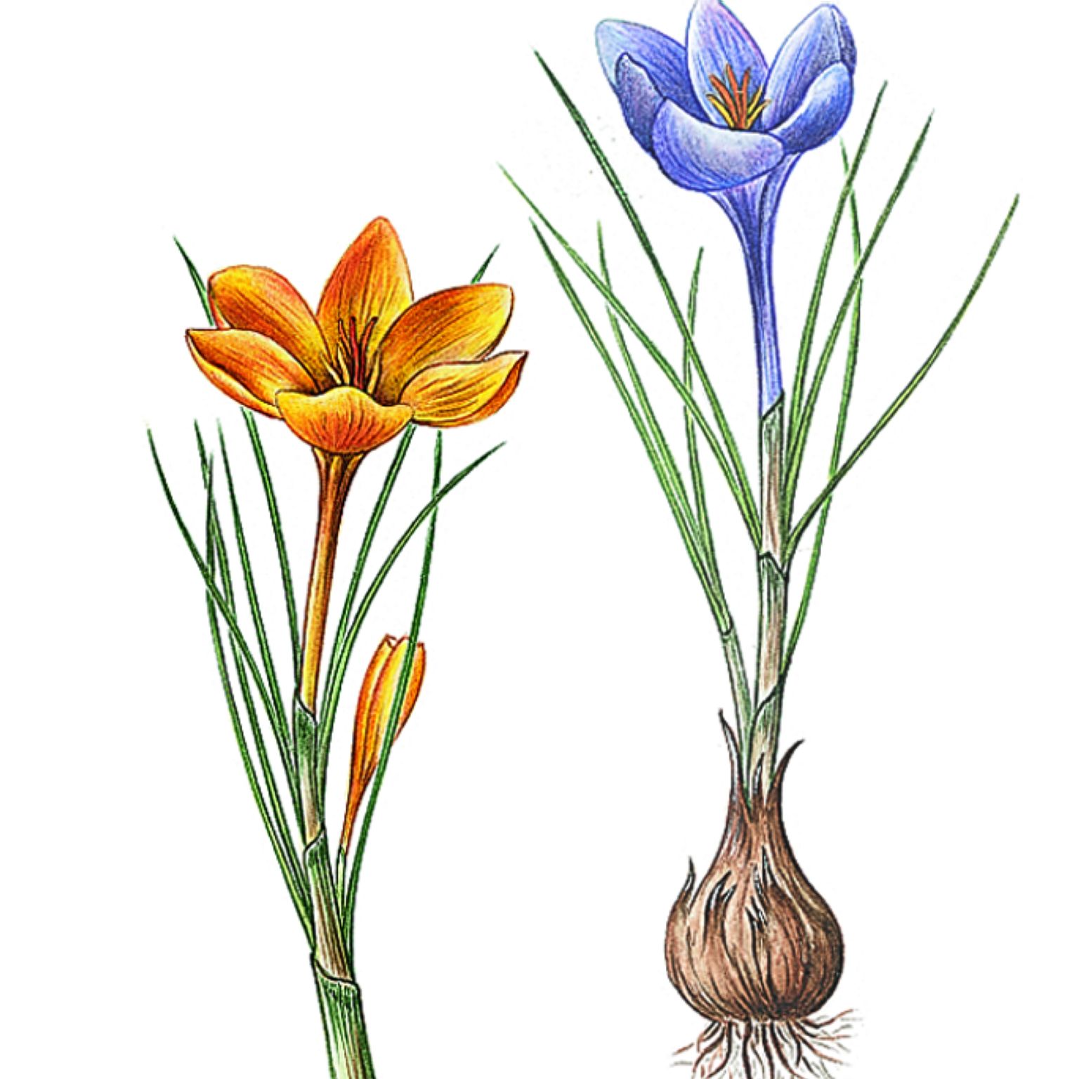 des crocus